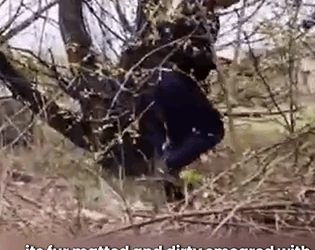 D1705005 From Fear to Forever Home Dog Rescue Story part2