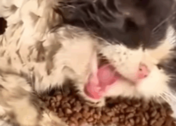 T1905011 Sick Abandoned and Finally Saved part2