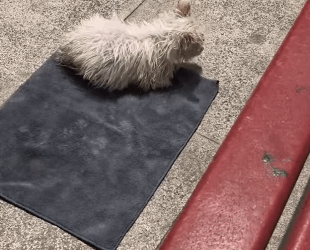 T2105003 Rescue dog part2