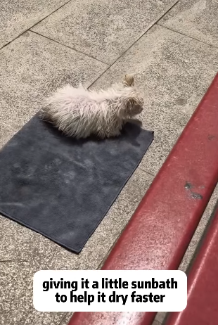 T2105003 Rescue dog part2