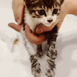 T2305016 Rescued little abandoned kitten with back problems part2