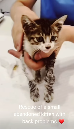 T2305016 Rescued little abandoned kitten with back problems part2