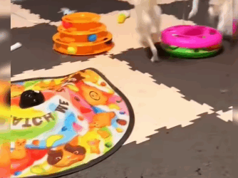 T2505012 Heartwarming Rescue Thirsty Fennec Fox on the Brink part2