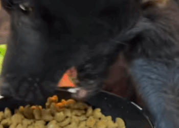 T0406014 Rescue of an abandoned dog in an unwell countryside❤️ part2