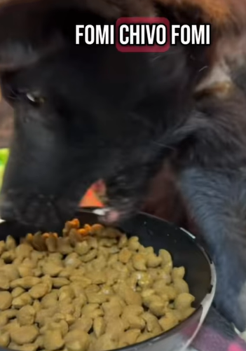 T0406014 Rescue of an abandoned dog in an unwell countryside❤️ part2