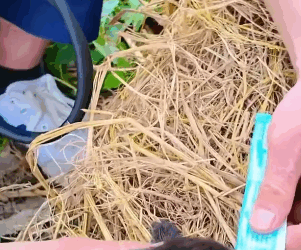 T0406069 Rescue cat fyp rescue animal rescueanimal cat rescuecat part2