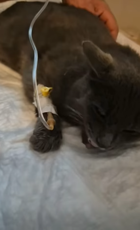 T1505037 They rescued me too part2