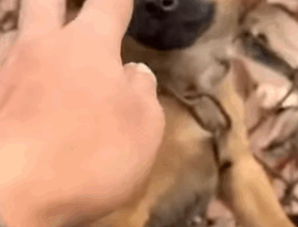 T1905042 This dog uses the last time shouting for help on both sides of the road until part2