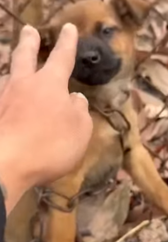 T1905042 This dog uses the last time shouting for help on both sides of the road until part2