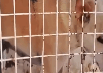 T0506005 Elderly Street Dog Rescued with Massive Tumor on her Stomach (1) part2