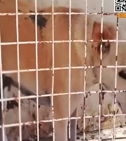 T0506005 Elderly Street Dog Rescued with Massive Tumor on her Stomach (1) part2