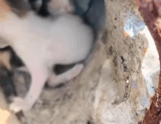 T1604027 Rescue of a family of cats that the mother is weak part2