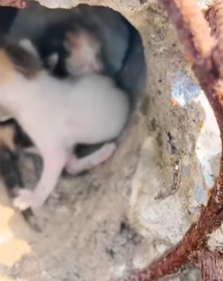 T1604027 Rescue of a family of cats that the mother is weak part2