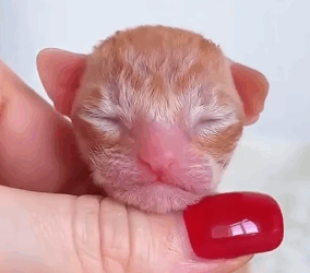 T2705025 Rescuing a newborn kitten abandoned by its mother and a happy ending part2