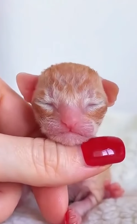 T2705025 Rescuing a newborn kitten abandoned by its mother and a happy ending part2