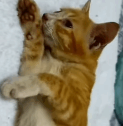 T1604036 Rescue of a family of cats but the mother is not well❤️ part2