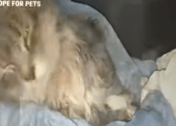 T0506042 A Paralyzed Cat Lying On Sidewalk Crying For Help And No One Paid part2