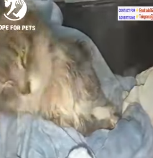 T0506042 A Paralyzed Cat Lying On Sidewalk Crying For Help And No One Paid part2