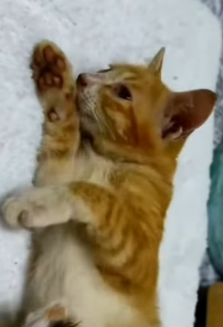 T1604036 Rescue of a family of cats but the mother is not well❤️ part2