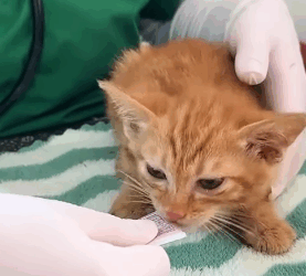 T2705026 Rescuing orphaned kittens without family rescue rescueanimals rescuecat rescuekitten cat catsoftiktok kitten kittensoftiktok animals fyp part2