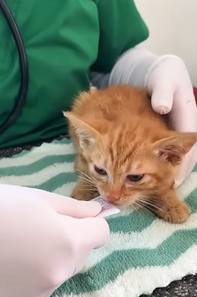 T2705026 Rescuing orphaned kittens without family rescue rescueanimals rescuecat rescuekitten cat catsoftiktok kitten kittensoftiktok animals fyp part2