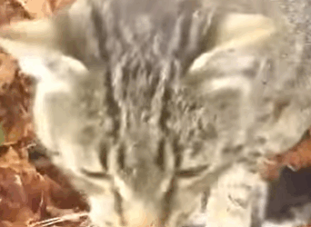 T0506026 Cat gave birth to a kitten under a chestnut tree part2