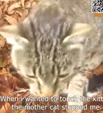 T0506026 Cat gave birth to a kitten under a chestnut tree part2