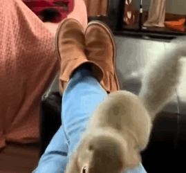 T2705028 Rescue squirrel rescue animal animalsoftiktok rescueanimals fyp squirrel By Mon Sweet part2