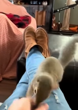 T2705028 Rescue squirrel rescue animal animalsoftiktok rescueanimals fyp squirrel By Mon Sweet part2