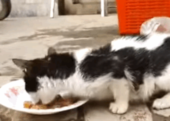 T0506038 Extreme Hunger Cat Crying For Food But He Is Rejected Because He is Cat part2