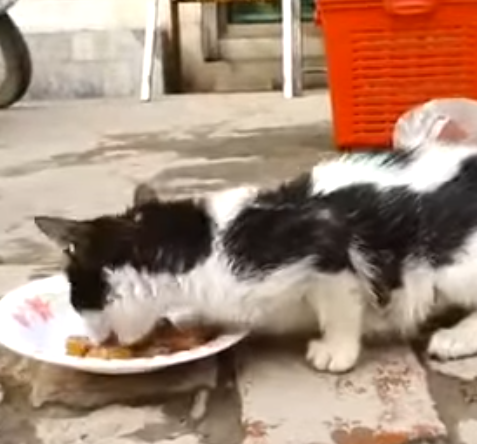 T0506038 Extreme Hunger Cat Crying For Food But He Is Rejected Because He is Cat part2