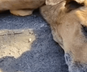 T1604011 A new chapter begins part2