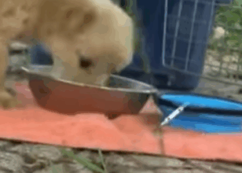 T0506045 A puppy running around in the middle of a busy street part2