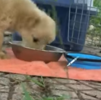 T0506045 A puppy running around in the middle of a busy street part2