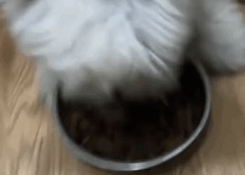 T2705022 stray dog is searching for food in the cold winter can you help her rescue animals kitty cat kitten petsoftiktok petlover fyp part2