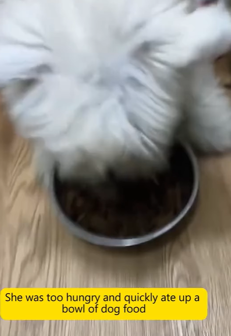 T2705022 stray dog is searching for food in the cold winter can you help her rescue animals kitty cat kitten petsoftiktok petlover fyp part2