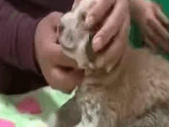 T0506030 Abandoned Puppy was Crying Alone and was Barely Surviving Until This Happened part2