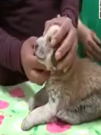 T0506030 Abandoned Puppy was Crying Alone and was Barely Surviving Until This Happened part2