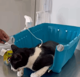 T1604034 Rescue an abandoned cat who is not well on the ground❤️ part2