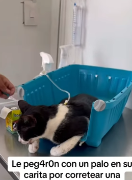 T1604034 Rescue an abandoned cat who is not well on the ground❤️ part2