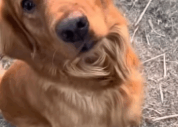 T2705031 We Saved Drowning Dog from Frozen Lake part2