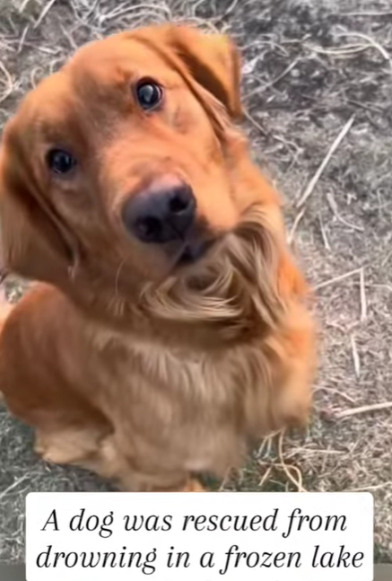 T2705031 We Saved Drowning Dog from Frozen Lake part2