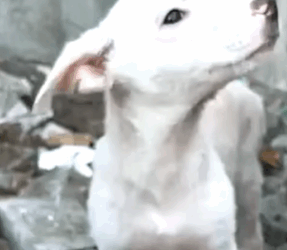 T0506043 Brought Home Homeless Puppy That Didn Eat For Days And It Received Lot Of Food part2