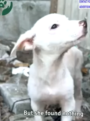 T0506043 Brought Home Homeless Puppy That Didn Eat For Days And It Received Lot Of Food part2