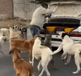 T1604030 Rescue abandoned dog to feed him❤️ #heroes #rescue #dog part2