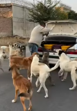 T1604030 Rescue abandoned dog to feed him❤️ #heroes #rescue #dog part2