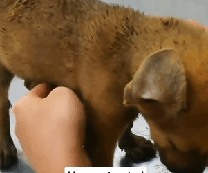 T2705032 Rescuing a small puppy from under the dust part2