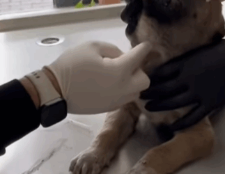 T1604023 Rescue a small abandoned dog with serious problems part2