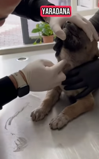 T1604023 Rescue a small abandoned dog with serious problems part2