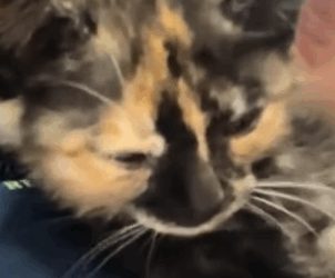 T2705024 stray cat was hiding from the rain under the car part2